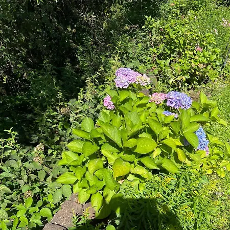 Πανσιόν Gaestehaus Zum Buchenweg