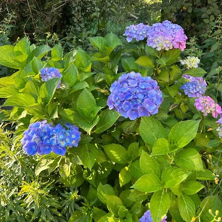 Gaestehaus Zum Buchenweg 3* Hasenfeld