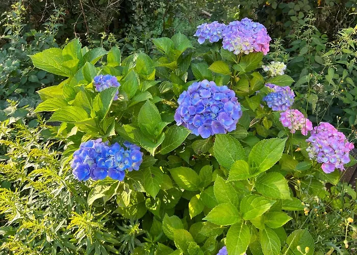 Gaestehaus Zum Buchenweg 3* Hasenfeld